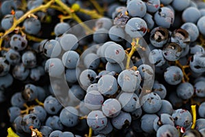 Defocus Grape background close-up, closeup. Flat lay, a lots of organic blue grapes, concept wine, crop and juice