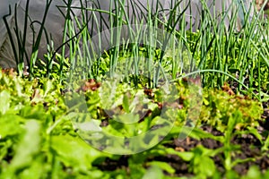 Defocus green vegetable gardening. Produce Onion, leek, aragula, spinach, salad, lettuce. Greens, greenery in arch solar