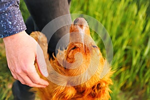 Defocus hand caressing cute homeless dog in summer park. Person hugging adorable orange spaniel dog with funny cute