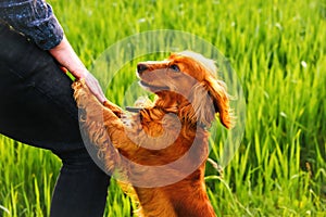 Defocus hand caressing cute homeless dog with sweet looking eyes in summer park. Person hugging adorable orange spaniel