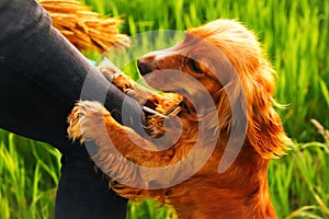 Defocus hand caressing cute homeless dog with sweet looking eyes in summer park. Person hugging adorable orange spaniel