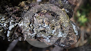 Defocus- Mushrooms on the bark, infecting tree trunks in the rainy season