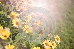 Defocus natural background blurred yellow flowers.