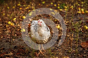 Defocus one little chicken on a brown blurred nature background. White young chicken looking at camera. Out of focus