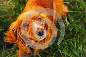 Defocus orange dog. Portrait closeup spaniel. Happy red cocker spaniel puppy portrait outdoors in summer. Spaniel