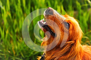 Defocus orange dog. Portrait closeup spaniel. Happy red cocker spaniel puppy portrait outdoors in summer. Spaniel