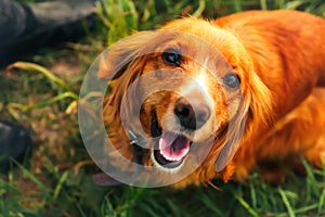 Defocus orange dog. Portrait closeup spaniel. Happy red cocker spaniel puppy portrait outdoors in summer. Spaniel