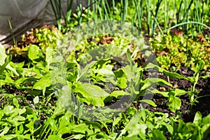 Defocus organic farm vegetable gardening. Onion, leek, aragula, spinach, salad, lettuce. Greens, greenery in arch solar