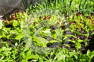 Defocus organic farm vegetable gardening. Onion, leek, aragula, spinach, salad, lettuce. Greens, greenery in arch solar house.