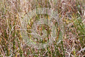 Defocus rush plant, junkus effusus, on autumn forest. Herbal natural fall background. Dry leaves on meadow. Wild plants photo