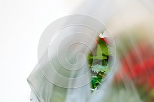 DEFOCUS. Save earth. Red and green plants flowers in a plastic bag on a white background. Ecological problems. Close-up. Blurred.