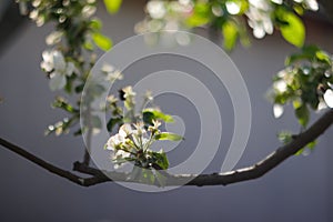 Defocus spring branch. Beautiful branches of white apple bud blossoms on the tree on grey background. Orhard flowers