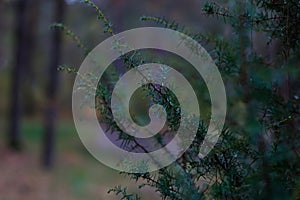 Defocus sprout of asparagus plant, Asparagus acutifolius, or juniper on a blurred background on autumn forest. Green