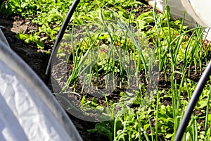 Defocus vegetable garden. Onion, leek, aragula, spinach, salad, lettuce. Greens, greenery in arch solar house. Organic