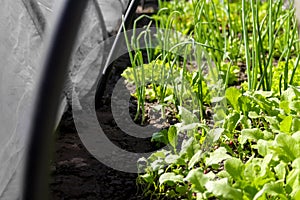 Defocus vegetable gardening. Onion, leek, aragula, spinach, salad, lettuce. Greens, greenery in arch solar house