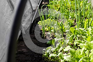 Defocus vegetable gardening. Onion, leek, aragula, spinach, salad, lettuce. Greens, greenery in arch solar house. Organic farming