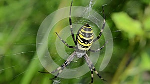 Defocus wasp spider argiope bruennichi spiderweb