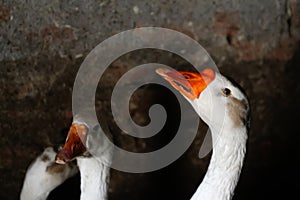 Defocus white goose in barn. Side view. White domestic goose on dark background. Portrait of a goose. Out of focus