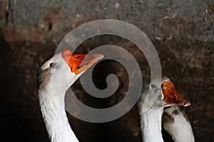 Defocus white goose in barn. Side view. White domestic goose on dark background. Portrait of a goose. Wildlife. Farmland