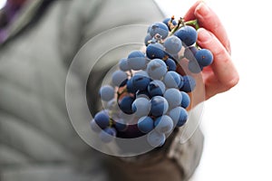 Defocus woman holding bunch grape. Red wine grapes on vine in vineyard, close-up. Winemaker Harvesting Grapes. Female