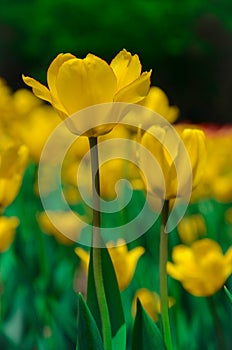 Defocus Yellow tulip flowers