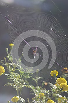 Defocused abstract background of cobweb or spider web in the garden. Horror background for Halloween Background