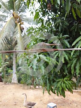 Defocused abstract background of a dragonfly on a wire.