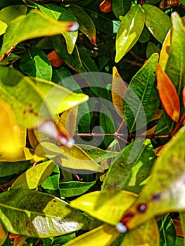 Defocused abstract background of Leafs