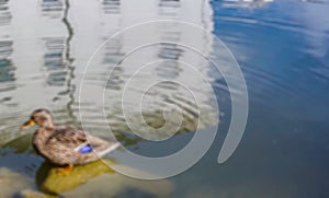 Defocused abstract background of nature wildlife mallard duck above the water