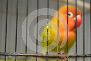 Defocused Agapornis fischeri bird with colorful feathers is one of the birds that are kept by many bird lovers.