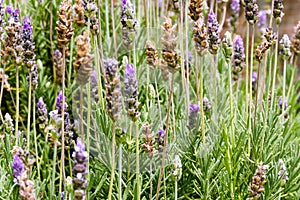 Defocused background of lavender blooms with violet and green colors