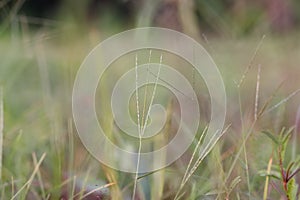 Defocused background photo of green leaves of wild grasses in rain forest