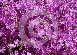Defocused blooming blossoms. Blurred photo of bush of purple flowers. Floral background. Spring garden in bloom on sunny day. Soft