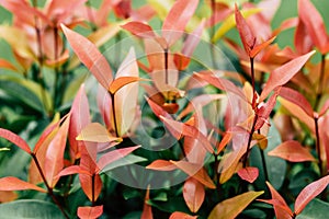 Defocused and blurred image for background. Christina, the bush trees with red and green leaves as Christmas color theme. Vintage