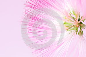 Defocused blurred pink flower natural background