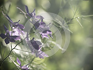 Defocused bokeh background of wilde Flowers