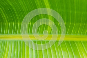 Defocused botanical tropical nature background texture of big green palm leaf with striped pattern. Poster banner wallpaper
