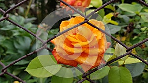 Defocused bright orange color rose flower tangled of rusty wire mesh fence. Abstract background with grid pattern and bloom