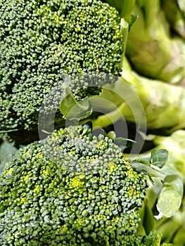 Defocused broccoli vegetable contains chlorophyll and many benefits