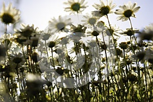 Defocused chamomiles or daisies from below. High angle view of daisies