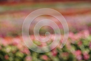 Defocused colorful abstract background.