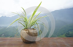 Defocused of fern in coconut shell pot on wooden floor