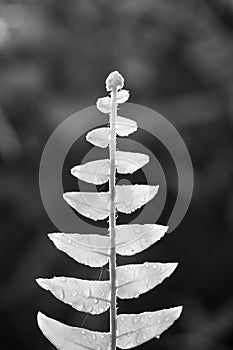 Defocused of fern leaf on nature background in black and white