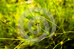 Defocused green grass abstract nature background