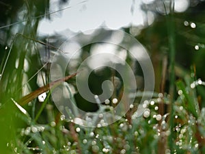 Defocused green grass in the morning with dew blurred background horizontal