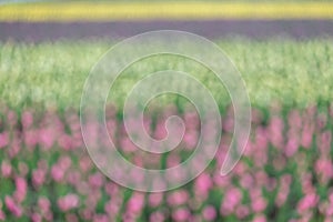 Defocused group of colorful tulip.