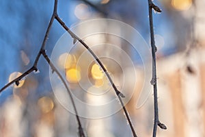 Defocused image of a fragment of an Orthodox church with birch branches in hoarfrost in the foreground. Blur, bokeh, selective