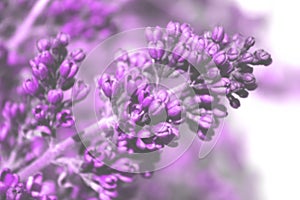 Defocused image of lilac flowers. Nature, spring concept. Botanical background.