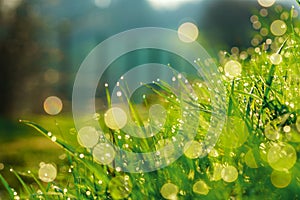 Defocused image of lush green grass with fresh water drops of morning dew. Backlit by sunlight, sparkling bokeh balls, background