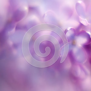 Defocused lilac background